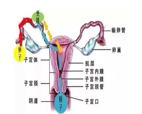 同房后月经推迟11天,用验孕棒检测为阴性是未怀孕吗?