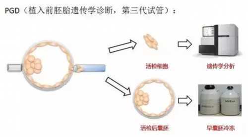 哺乳期能吃贡菜吗